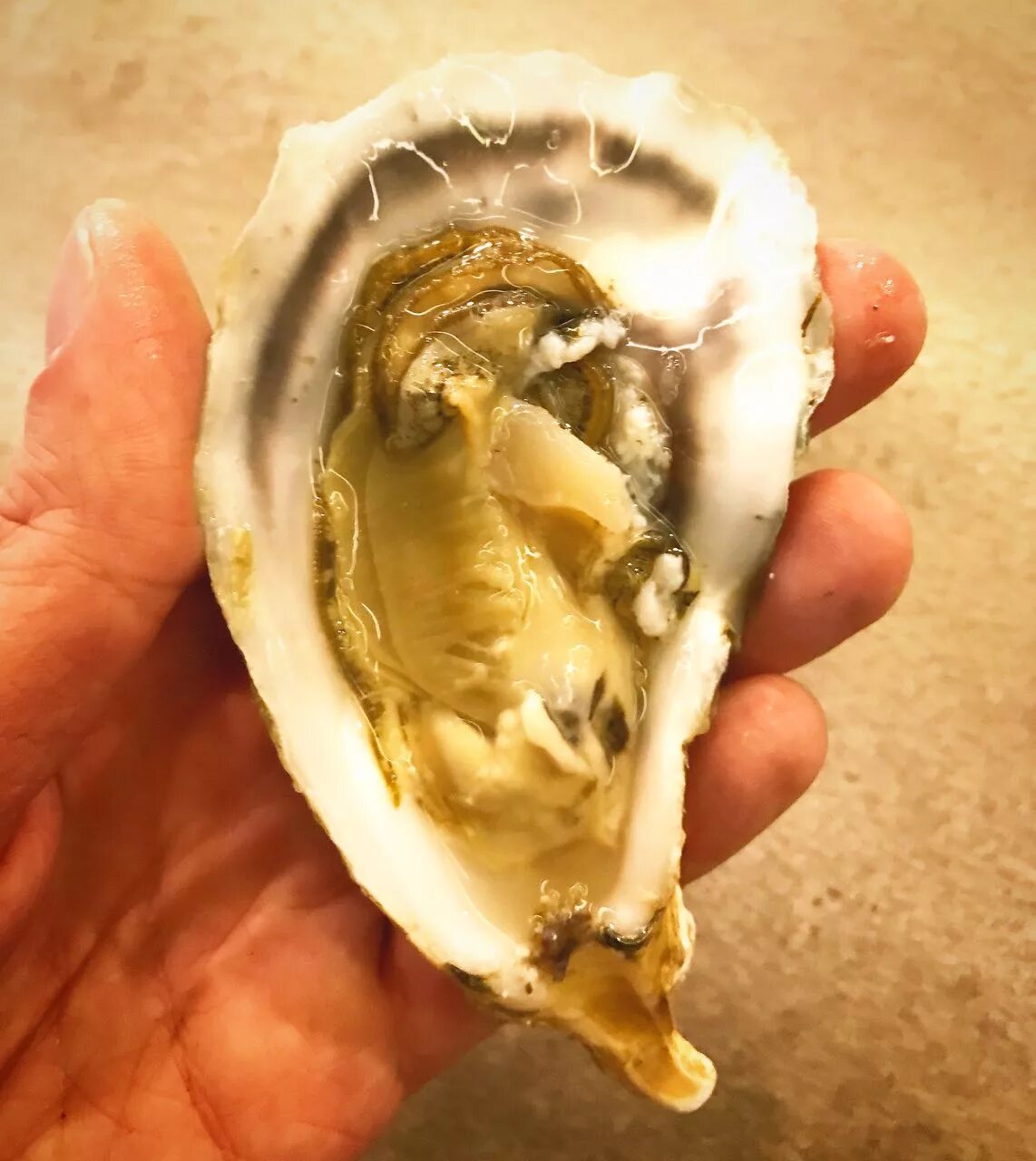 Устрица дальневосточная. Две одинаковые гигантские устрицы. Устрица бретань. Устрицы окинава. Две одинаковые гигантские устрицы.