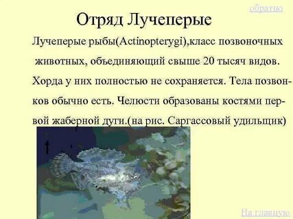Семейство лучеперых