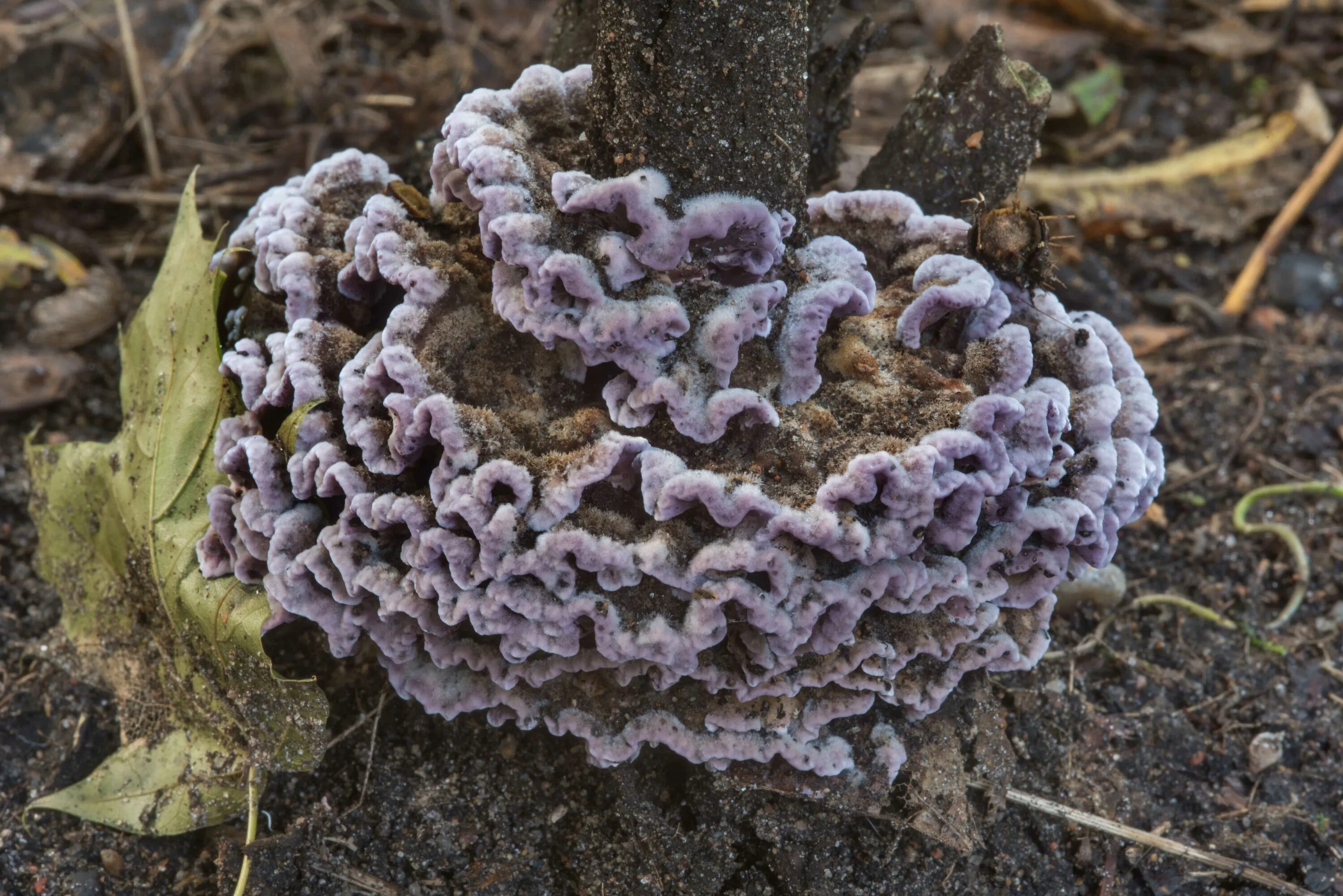 Chondrostereum purpureum. Хондростереум пурпурный. Растения зараженные грибами. Опята паразиты. Грибы вызывают заболевания растений и животных