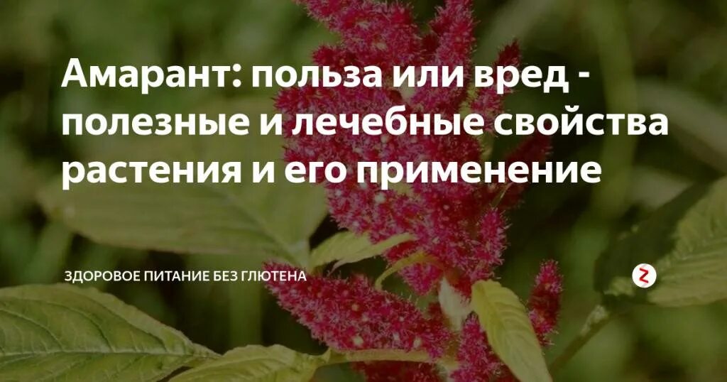 Амарант вред. Амарант или щирица. Амарант цветок. Амарант лекарственный семена. Амарант мука польза.