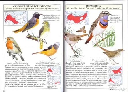 Книга птицы земли
