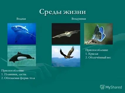 Обтекаемая форма рыбы