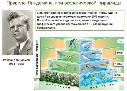 Трофические уровни первичной продукции