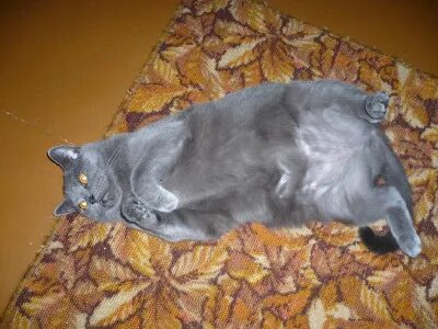 Живот у шотландских кошек