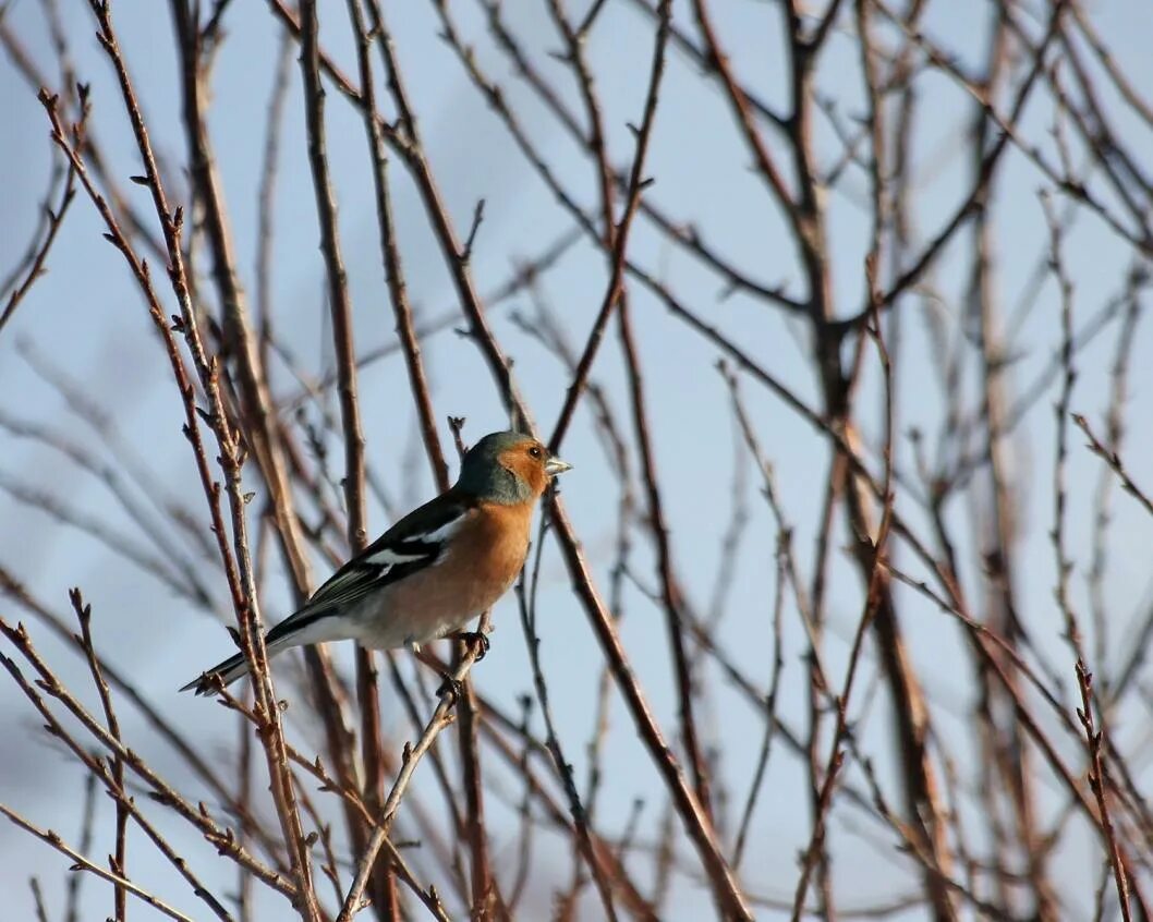 Bohemian Waxwing (Bombycilla garrulus). Birds of Siberia.