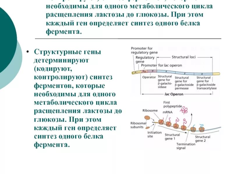 Ферменты синтеза белка. Структурные гены что кодируют. Гены кодирующие структурные белки. Синтез белка гены.