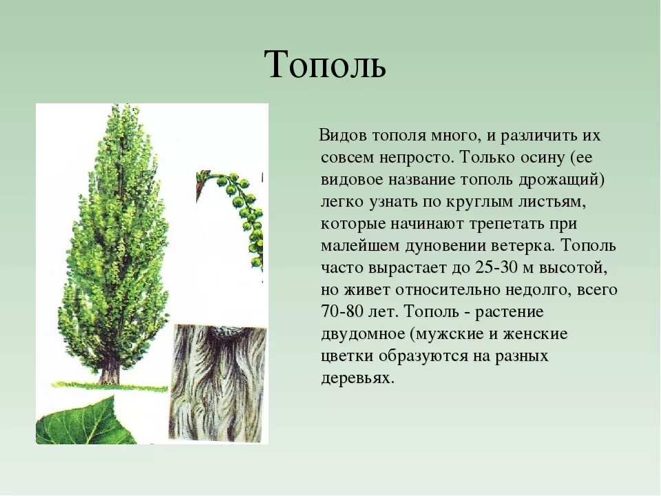 Семена тополя пирамидального. Тополь двудомное растение. Тополь лавровидный. Осина в какой природной зоне