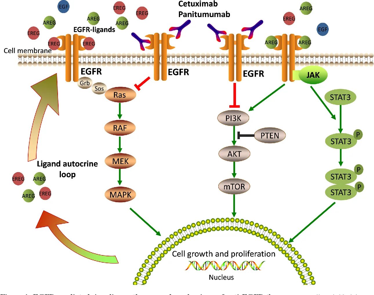 Онкотаргет. Ингибиторы EGFR. Панитумумаб цетуксимаб. EGFR signaling Pathway. Анти EGFR терапия.