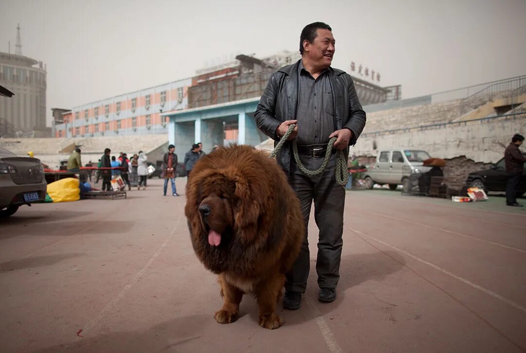 Тибетский мастиф. Тибетский мастиф Хонг Донг. Тибетский мастиф большой. Собаки породы тибетский мастиф.