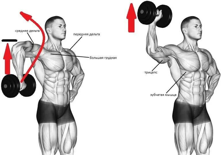Жим гантелей передняя Дельта. Жим штанги вверх на плечи. Передняя Дельта с гантелей. Передняя средняя и задняя Дельта. Почему плечи вверх