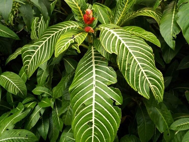 Кротон санхеция. Sanchezia speciosa. Санхеция черная. Санхеция с красными