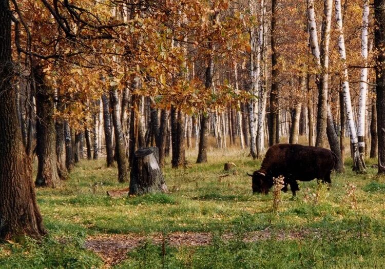 Разнообразие природы лесов. Калуга заповедник Калужские Засеки. Калужские Засеки зубры. Заповедник Калужской области Засеки. Калужский засекли заповедник Орловской области.