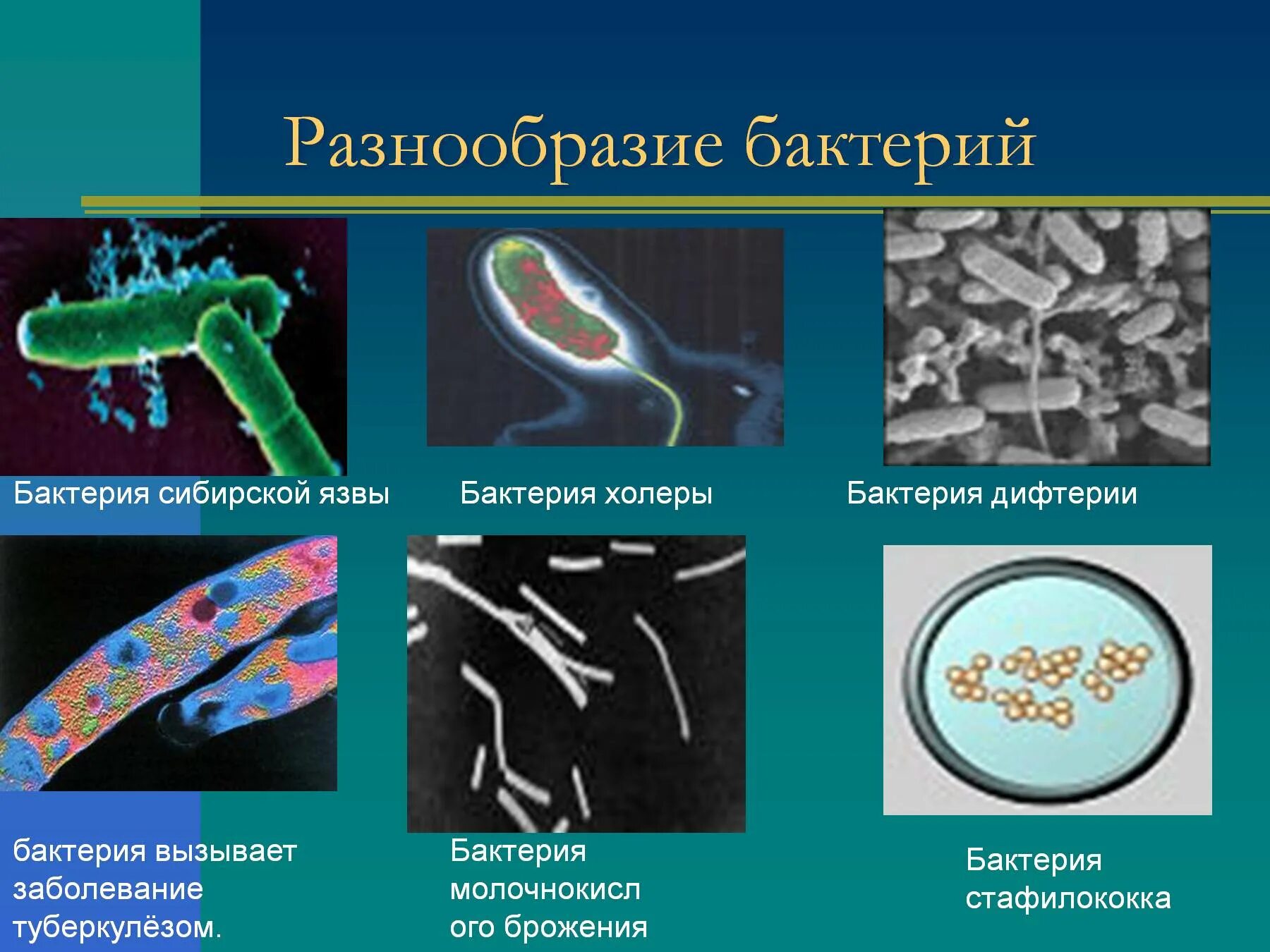 Тест многообразие и значение бактерий и вирусов. Биология 5 класс микроорганизмы бактерии. Цианобактерии железобактерии серобактерии. Разнообразие форм бактерий. Строение, разнообразие бактерий.