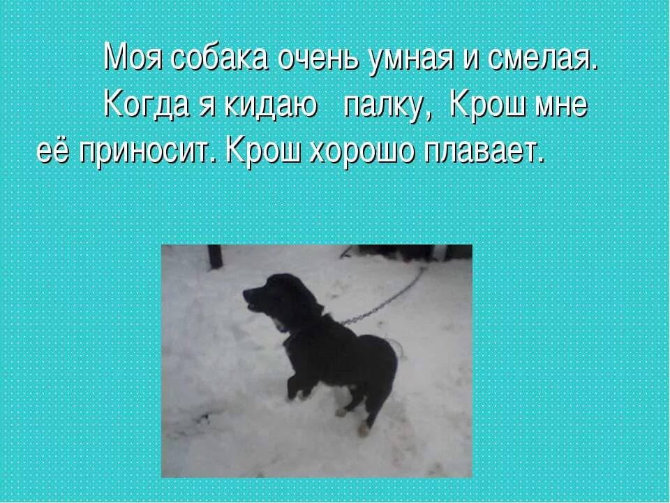 Сочинение описание про собаку. Сочинение моя собака. Сочинение про собаку 5 класс. Моя собачка описание. Текст описание про собаку.