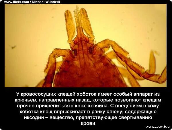 Хобот клеща. Факты о клещах. клещ интересные факты. интересные факты о клещах.