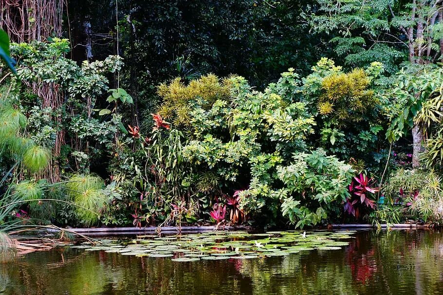 Тропическое болото. Ботанический сад острова Хэйсяцзы. Мангровые джунгли. Тропические болота. Растения в тропиках.