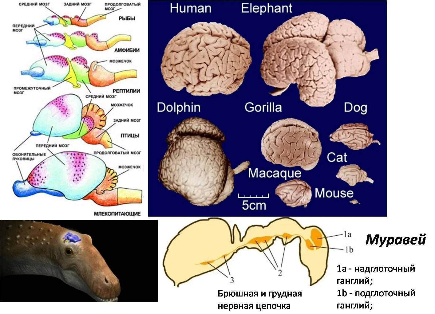 Едят ли мозг человека. Мозг рыбы строение. Строение головного мозга. Строение головного мозга рыбы. Строение мозга Эволюция.