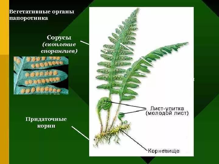 Вегетативные органы мхов это. Вегетативные органы сфагнума. Вегетативные органы мхов это. Вегетативные органы мхов это. Вегетативные органы мхов это.