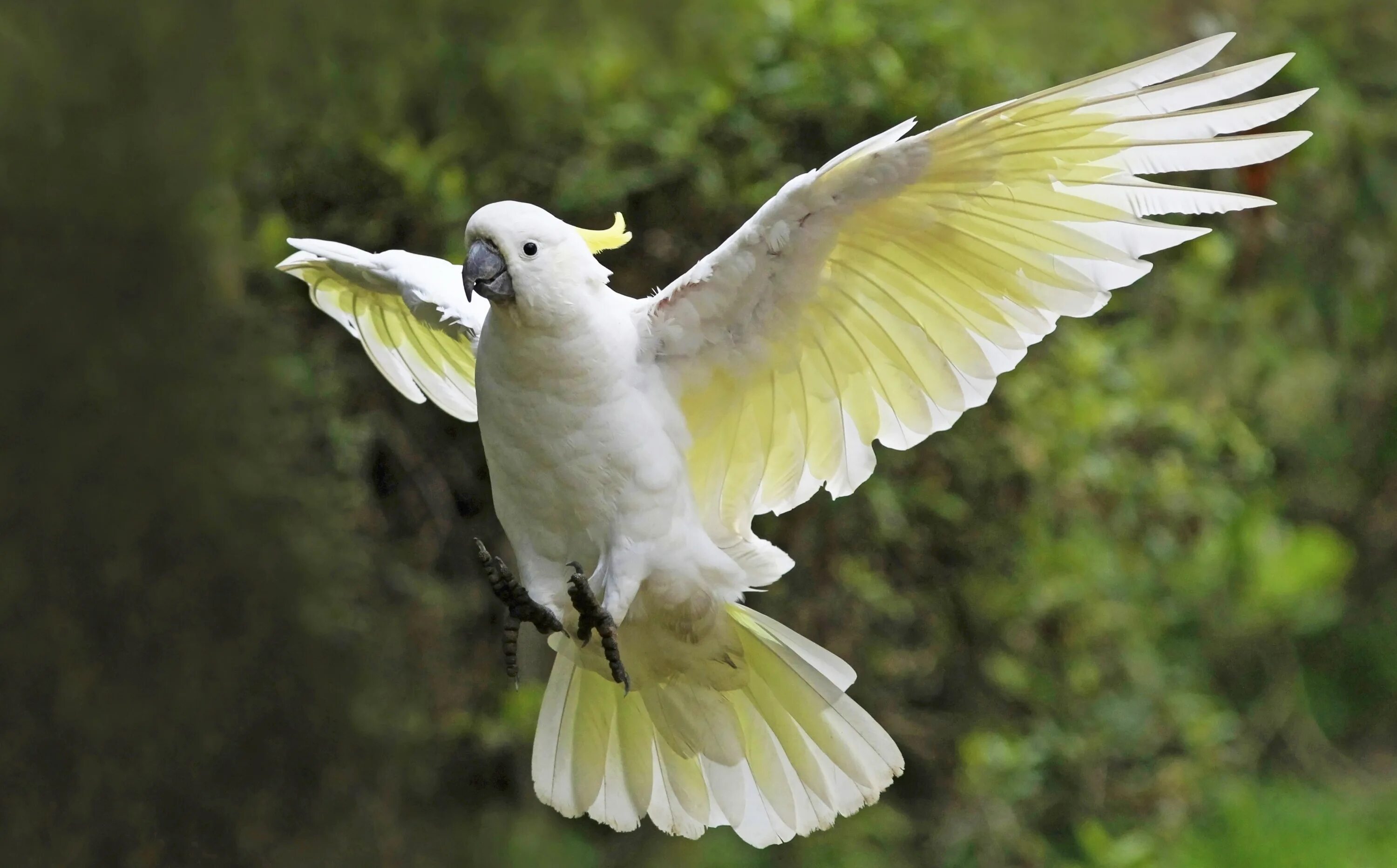 Птицы которые быстро машут крыльями. Попугай Какаду белохохлый. Большой желтохохлый Какаду. Белый желтохохлый Какаду. Белый попугай Какаду.