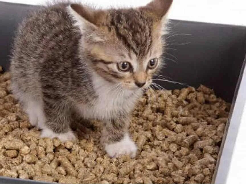Как приучить котенка без наполнителя