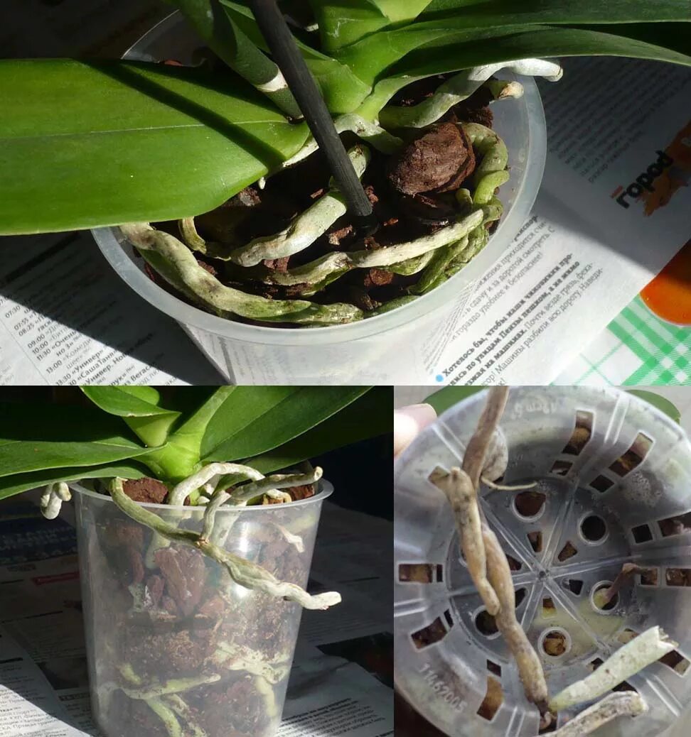 Полив пересаженной орхидеи. Корни фаленопсиса. Пересадка орхидеи фаленопсис. Орхидея вылезла из горшка. Корни у орхидеи вылезают из горшка.