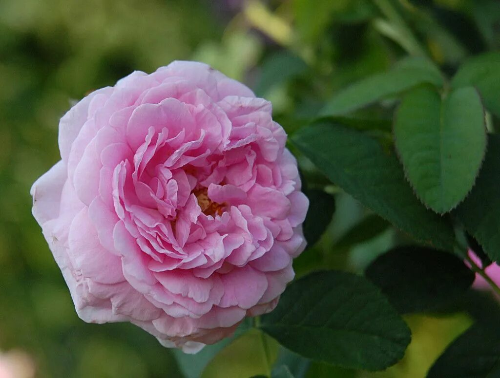 Роза блаш blush. Роза плетистая луис одьер. Old rose. Old rose. Old rose.