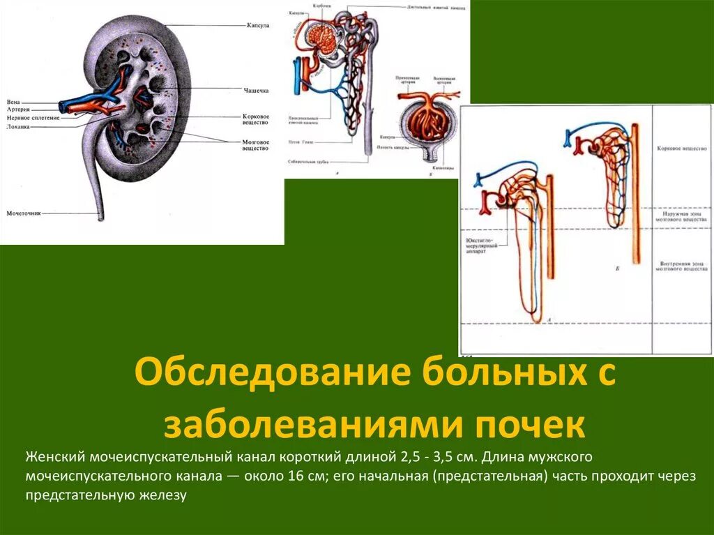 Мужской и женский мочеиспускательные каналы. Осмотр пациента с заболеванием почек. Мочеотделение. Органы мочеотделения. Система-органов-мочеотделения-и-мочевыделения.