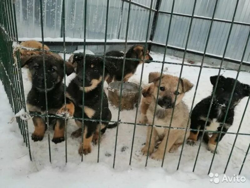 Приют для животных в йошкар оле успех. Приют для кошек йошкар-ола бесплатно. Приюты йошкар ола для животных йошкар-ола. Приют для собак хаски. Приют для животных в йошкар оле.