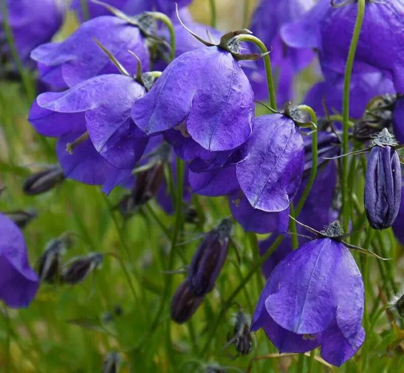 Садовые колокольчики. Колокольчик "g.f. Wilson" (Campanula). Колокольчик темноватый g.f. Wilson. Колокольчик Кампанула. Кампанула колокольчик Деленка.