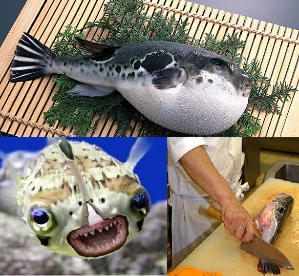 Харука нанасэ русал. Рыба фугу и дельфины манга. Дельфин и фугу мем. Дельфин и рыба фугу мем. Рыба фугу арт.