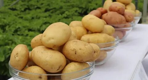 Картофель ие