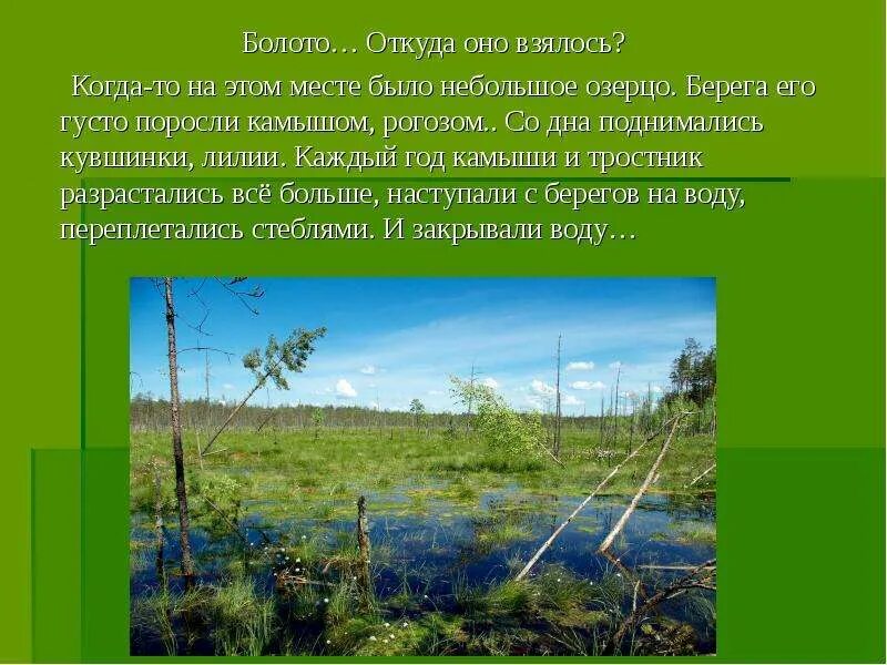 Болото рассказы. Презентация на тему болото. природные сообщества болот. сообщество болота. природное сообщество о болоте.