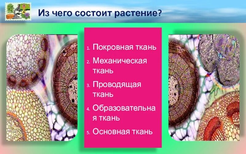 Покровная ткань кожица проводящая ткань впр. Покровная ткань и механическая ткань. Покровная ткань растений. Покровная образовательная основная механическая ткань. Покровная механическая основная Проводящая ткань.