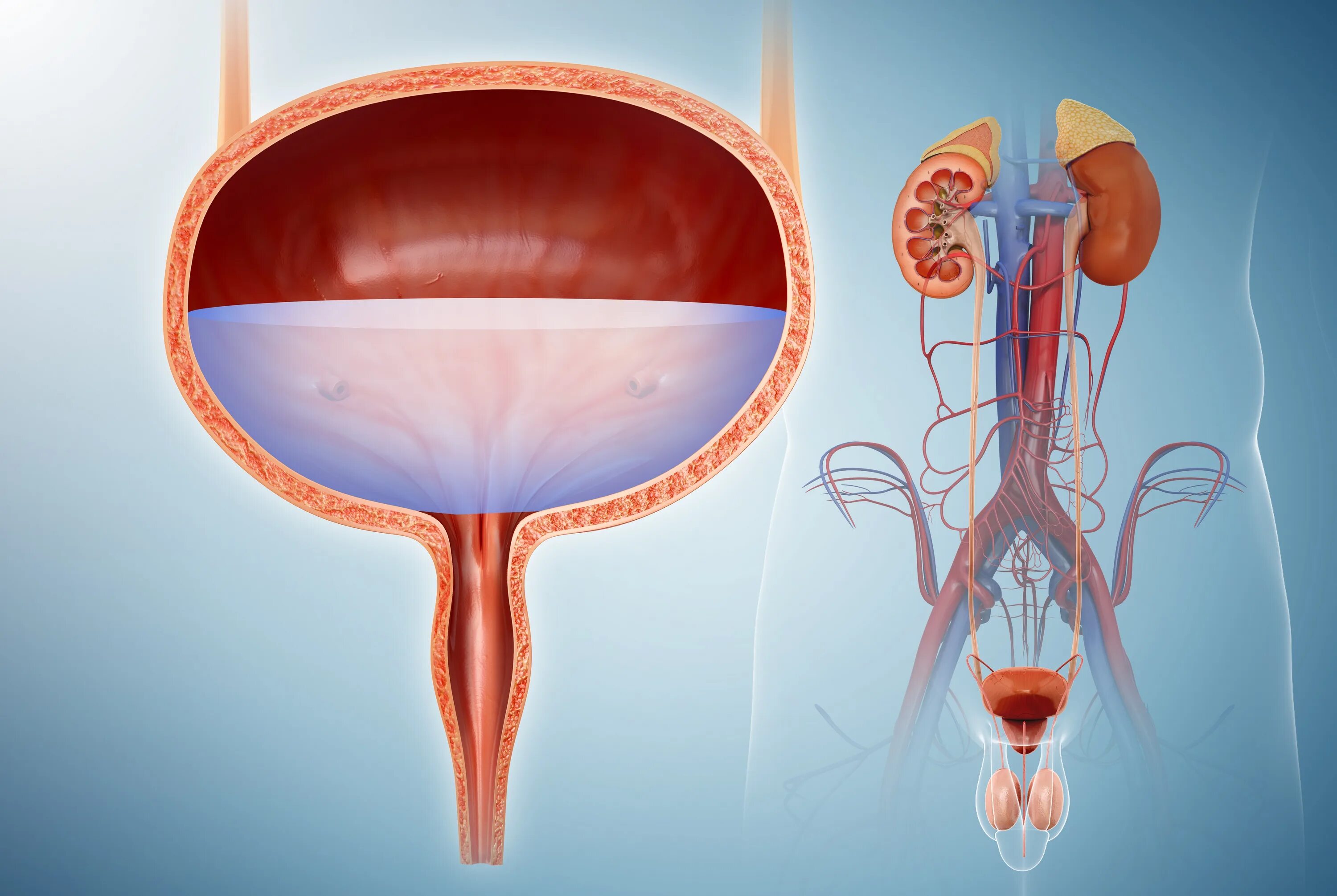 Мочевой пузырь в старости. Мочевой пузырь 3д. Diseases of the bladder and Urinary tract. Неприятно в мочевом пузыре