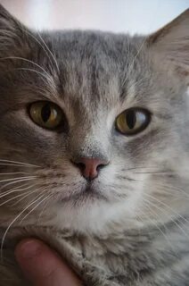 Кошка дыма