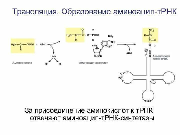 Аминоацил-ТРНК-синтетаза реакция. Активация аминокислот, образование аминоацил-т-РНК.. Реакция образования аминоацил-ТРНК. Активация аминоацил ТРНК.