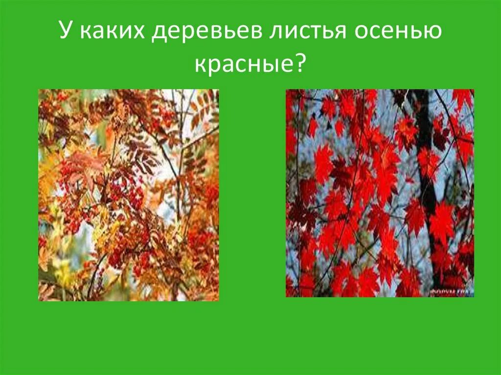 Какие листья деревьев краснеют. У каких деревьев листья осенью красные. деревья которые краснеют осенью. у какого дерева красные листья. деревья у которых листья осенью краснеют названия.