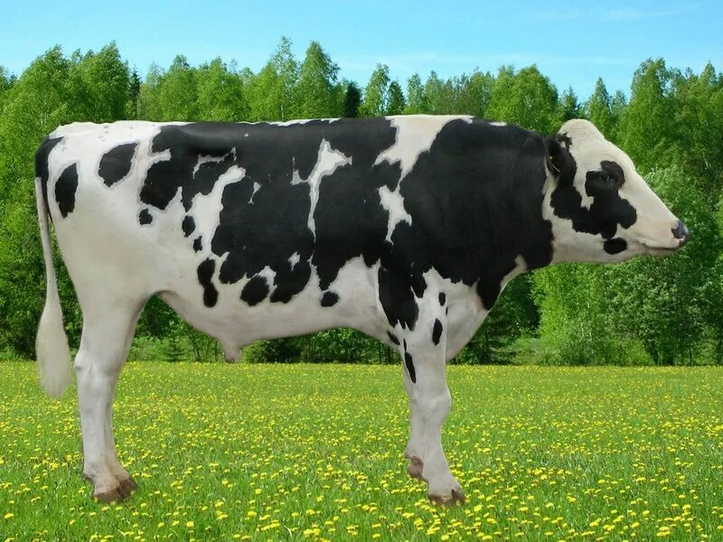 Голштино Фризская. Голштинская порода коров. Голштинская корова. Голштинская молочная порода коров.