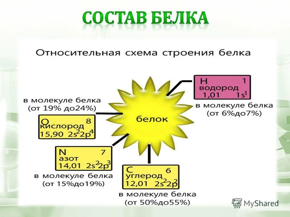 Каков состав белков