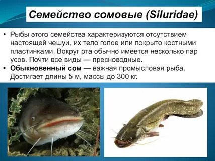 К какому семейству относятся рыбы