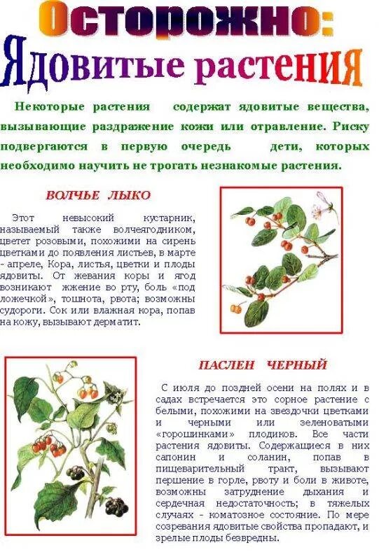 Ядовитые растения надпись. Ядовитые растения. Консультация для родителей грибы и ягоды. Осторожно ядовиты. Памятка внимание ядовитые растения.