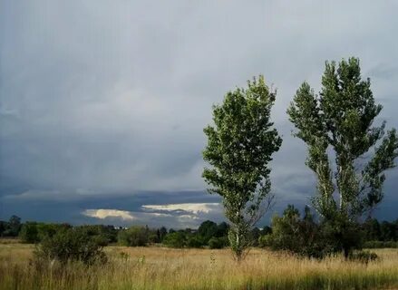 Темнеют тополи