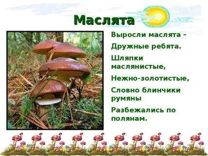 Сколько масленок