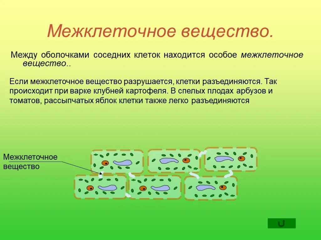 Соединения растительных клеток. Меж клеточное существо. Межклеточеое анщестаон. Клетки и межклеточное вещество. Вещество между оболочками соседних клеток.