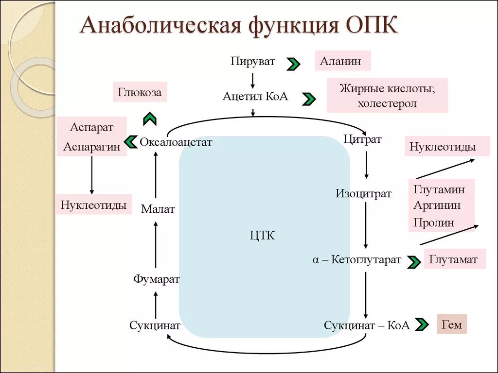 Функция цикла. Сукцинат коа. анаболические функции опк это. анаболическая функция. анаболические функции цикла.