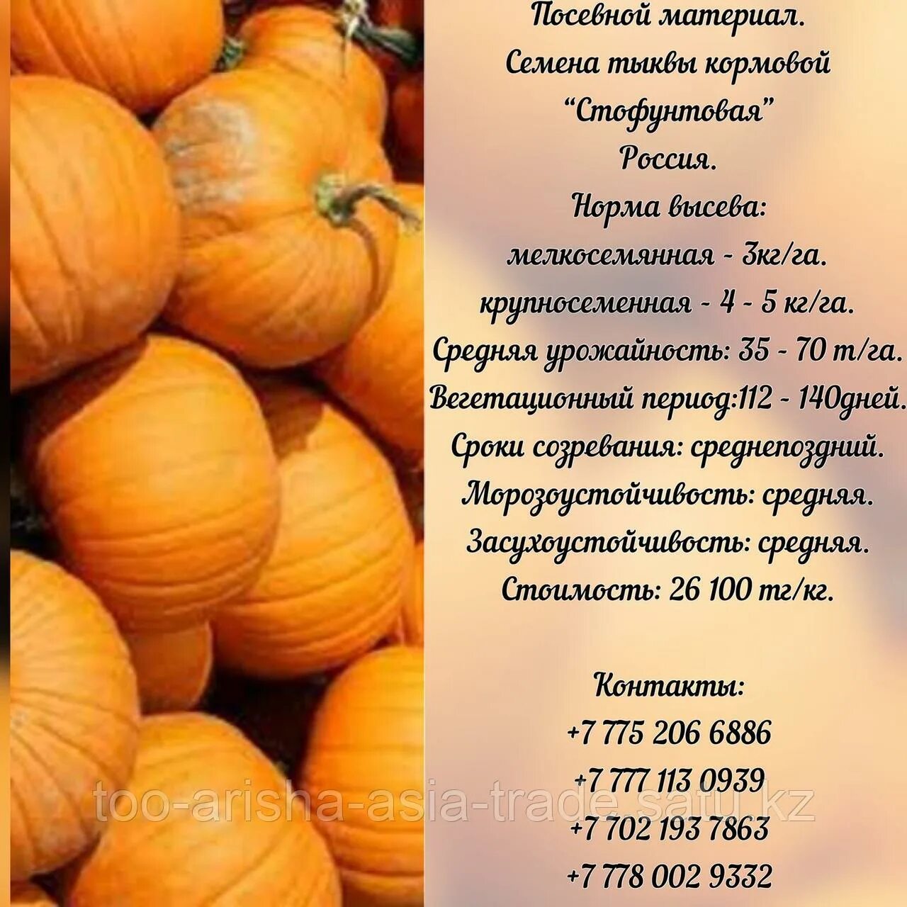 Как отличить кормовую тыкву