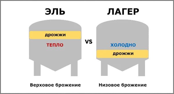 Пиво верхового брожения. Различия верхового и низового брожения. Дрожжи верхового и низового брожения отличия.