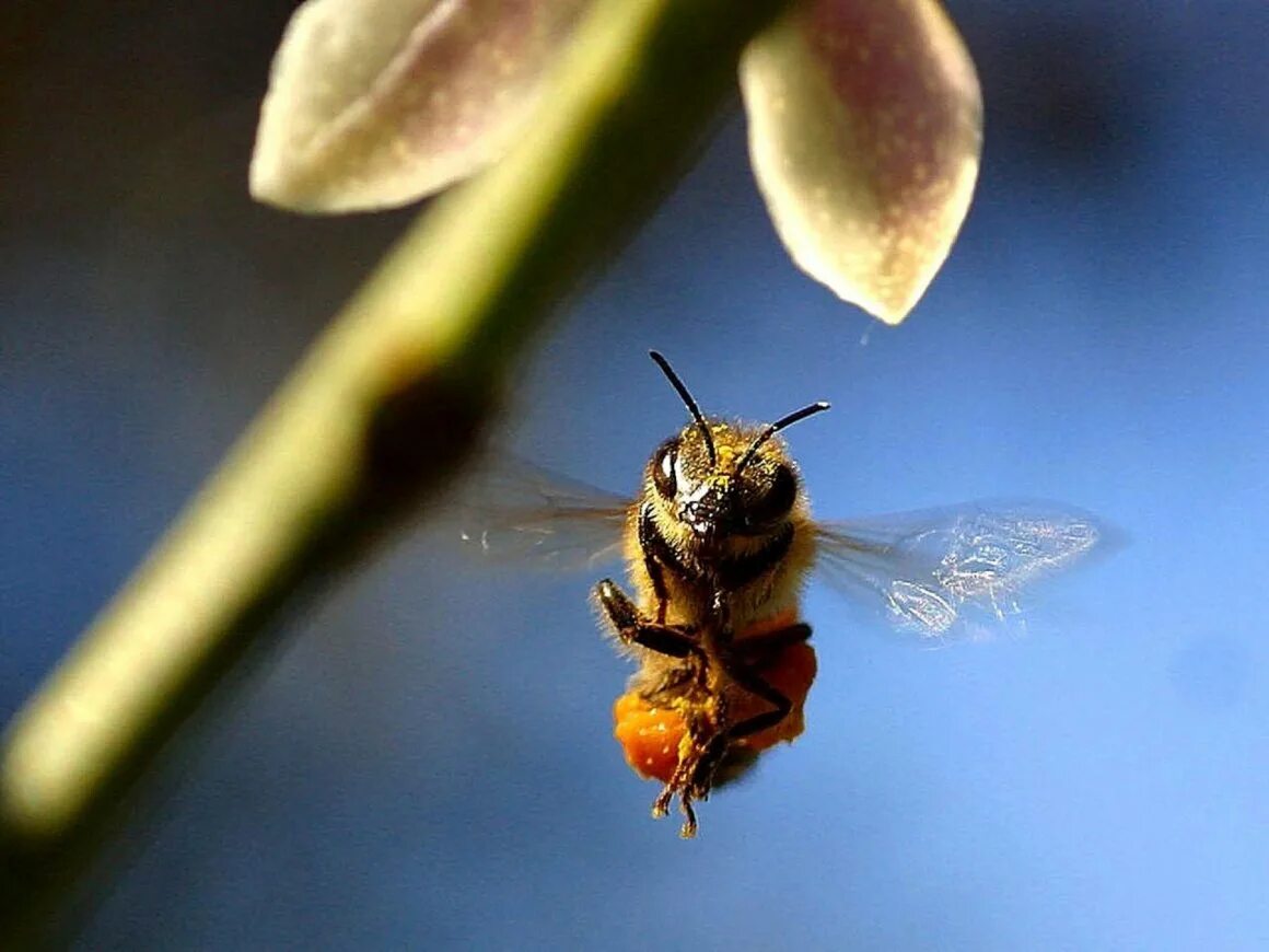 Шмель Байкальский Bombus deuteronymus. Шафранный Шмель. Среднерусская пчела. Пчела разведчица ищет нектар. Пчела уток