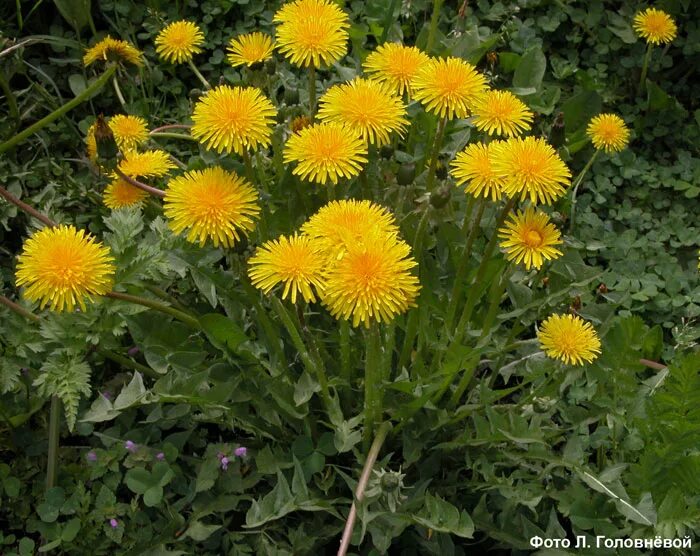 Taráxacum officinále - одуванчик обыкновенный[. Taraxacum officinalis. Одуванчик лекартсвенны. Taraxacum officinale l. Цветок одуванчика лекарственного