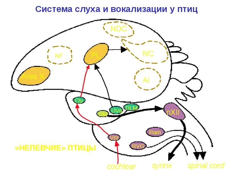 Система вокализации. Вокализация птиц. Вокализация рисунок. Вокализация птиц картинка.